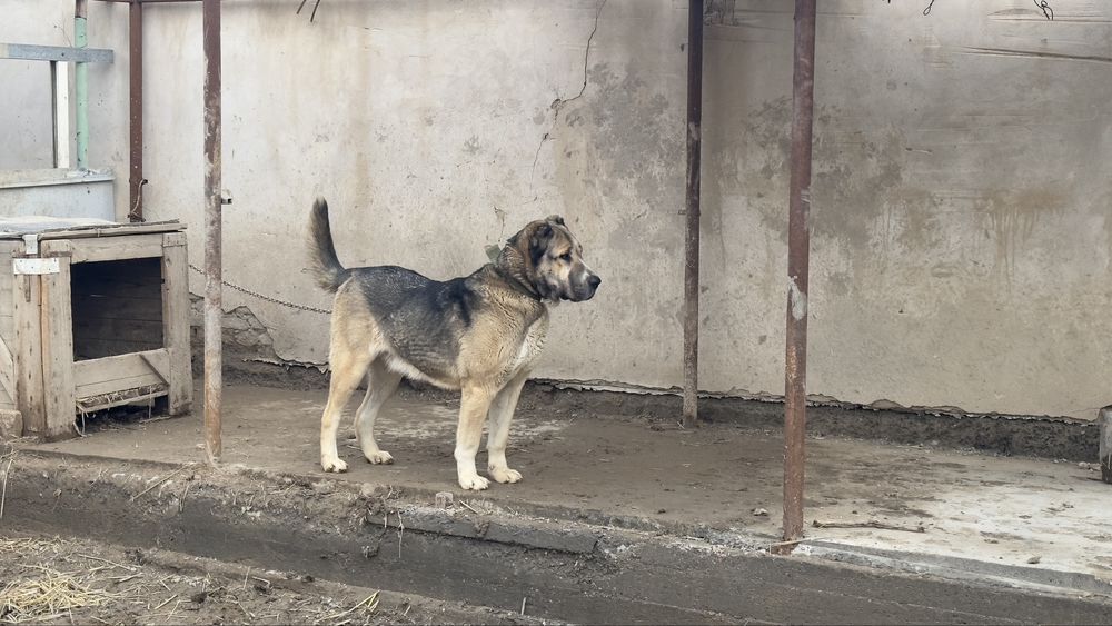 Ұрғашы төбет ірі ит