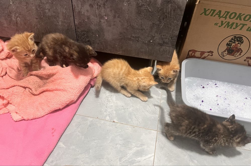 Котята в добрые руки!
