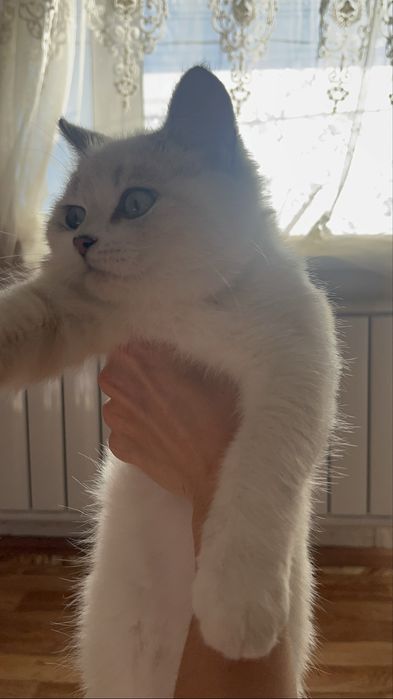 Котенок девочка 3-месяца