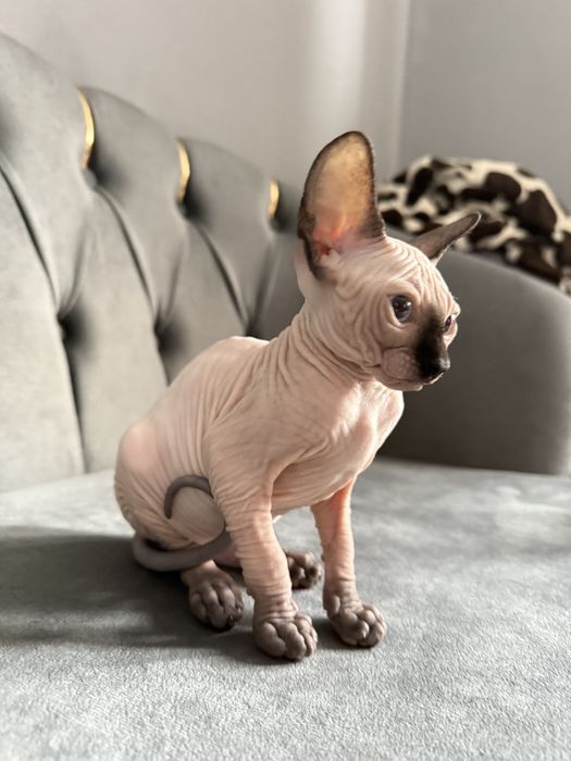 Fetita Sphynx Superba