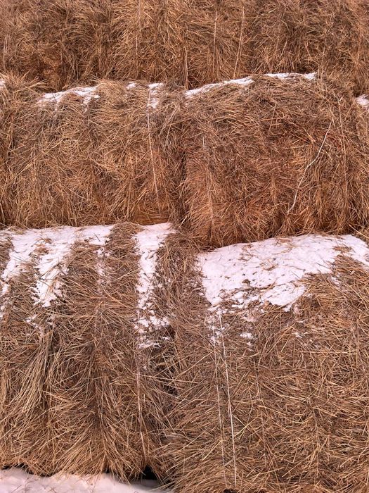 Продам сено в рулонах