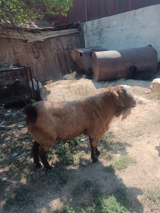 Продам нубинского козла