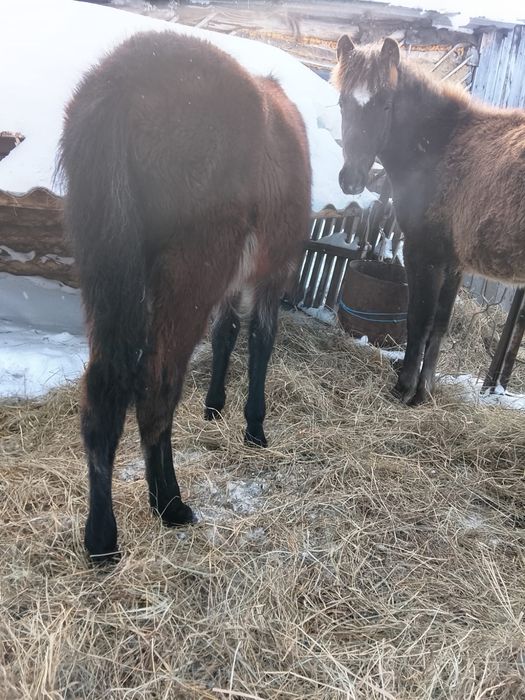 Продам жеребят.     .