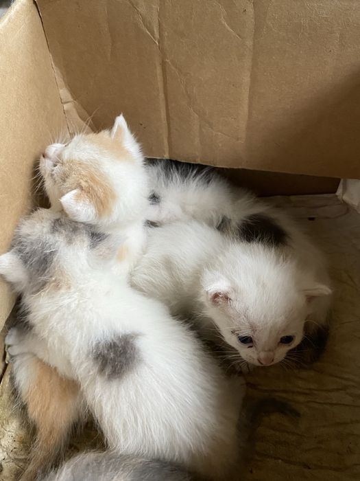 Отдам котёнка бесплатно в добрые руки