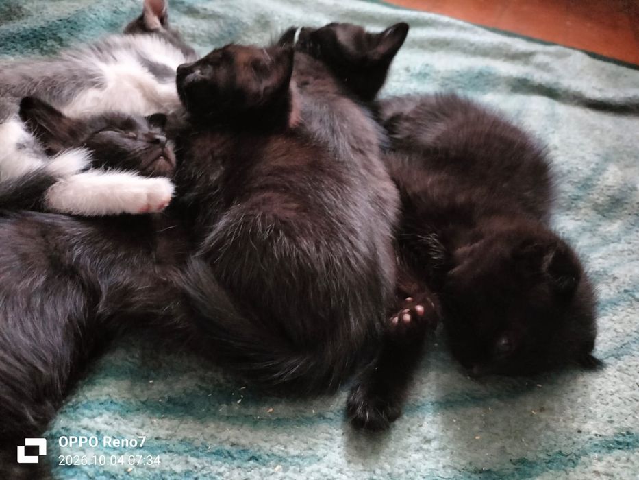 Отдам котят бесплатно