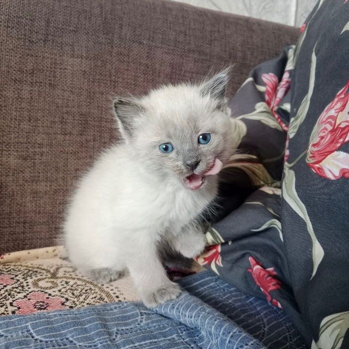 Сына-сыночек и Три лапочки дочки :-)