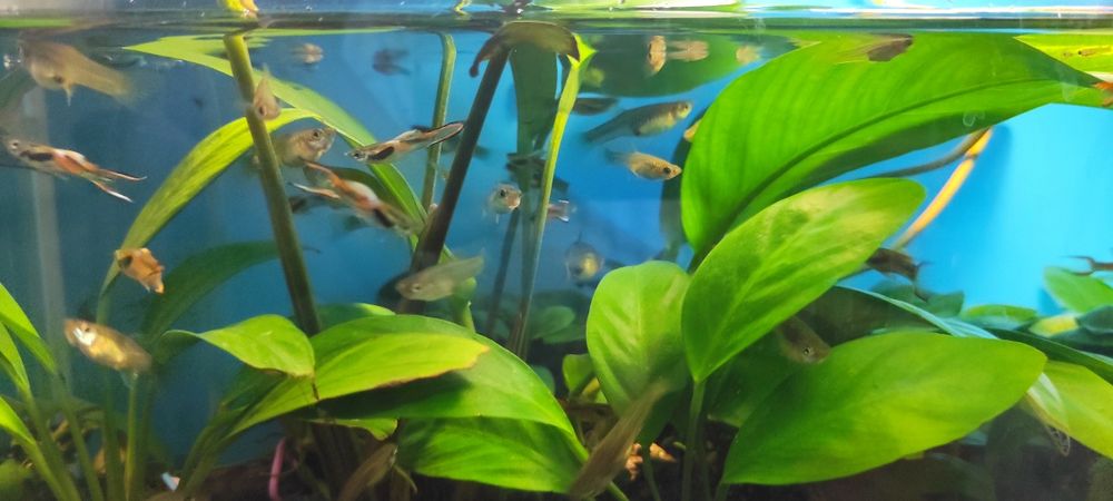 Гуппи эндлера, живородящая