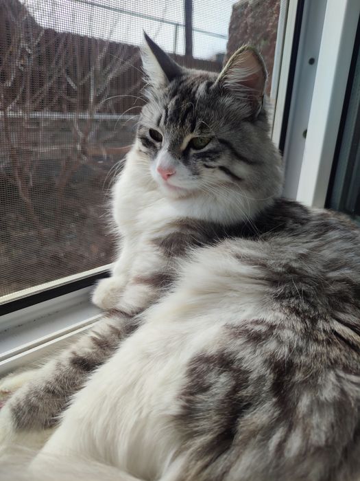 Продам красивых котят