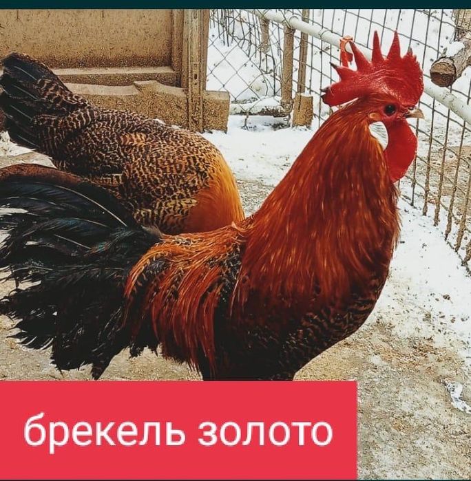 Инкубационные яйца