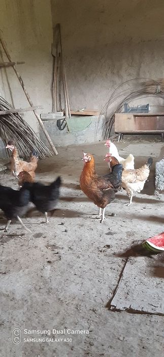 Tovuqlar sotiladi 11ta