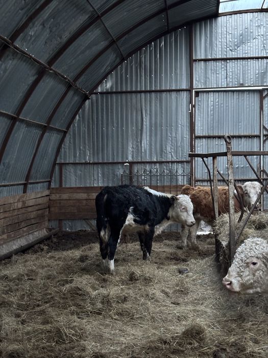 Продажа коров или обмен