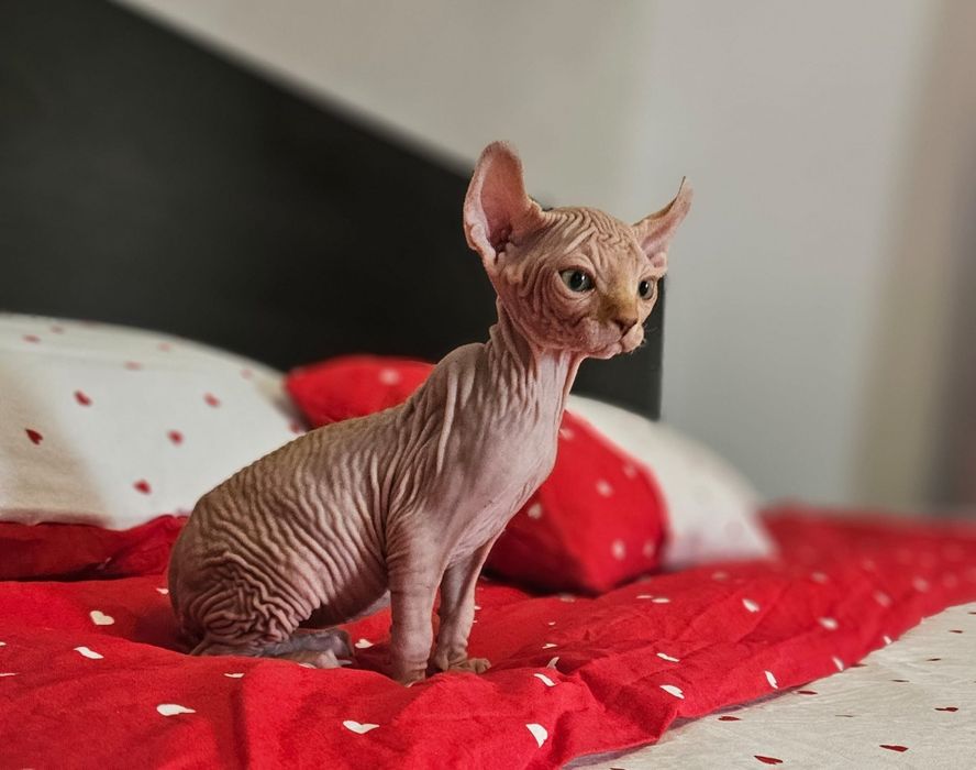 Baietel sphynx/sfinx/elf deosebit