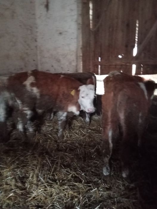 Vând 17 viței 9 femele și 8 masculi