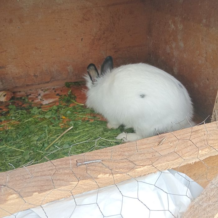 Vand o femela UG si una cap de leu una de 4 luni UG si aia cap de leu 6 luni