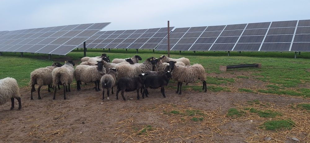 Vând miei și mieluțe rasă de carne Romanov