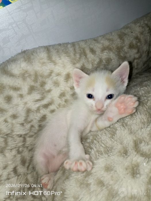 Котята от мамы Сфинкса