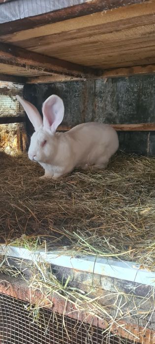 Vând iepuri Uriaș German alb