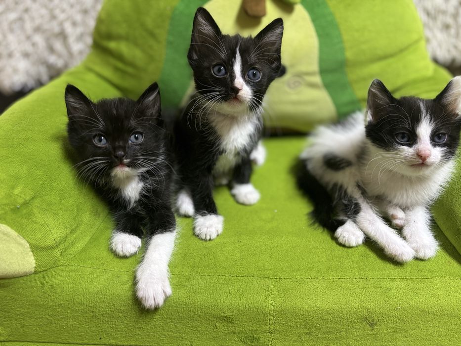 Отдам трёх котят