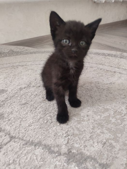 Котенок, мальчик