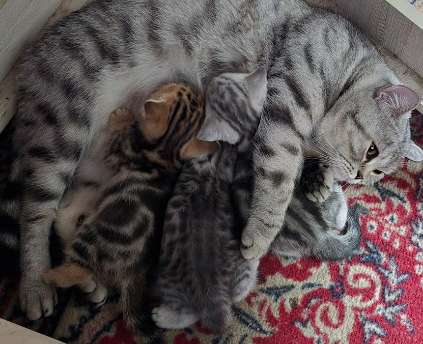 Британские короткошерстные котята