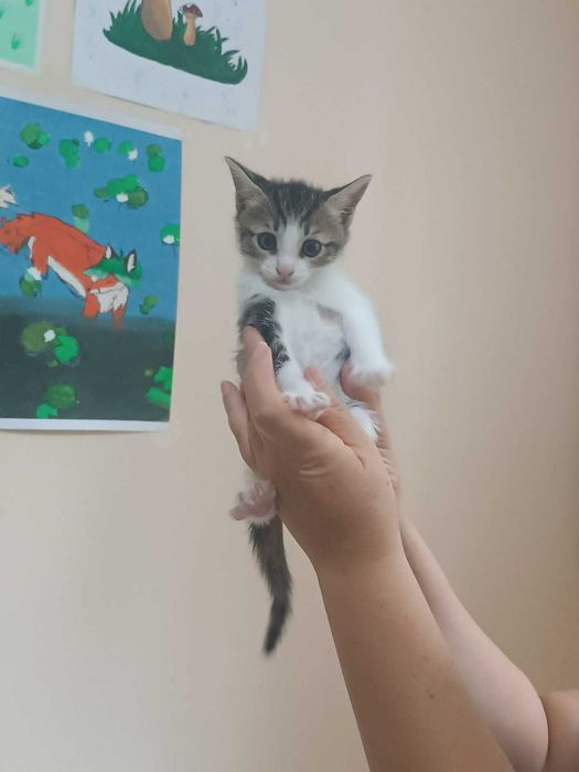 Подарявам котенца в добри ръце