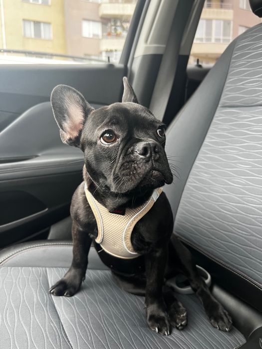 Френски булдог - 8 месеца. женско