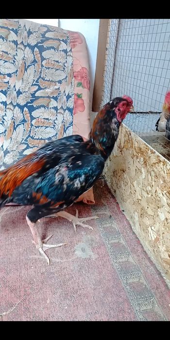 Продам бойцового