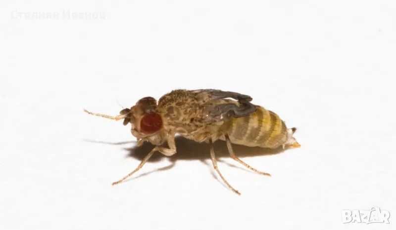 Нелетящи плодови мушици, дрозофили (Drosophila melanogaster 'Wingless' и Drosophila hydei)