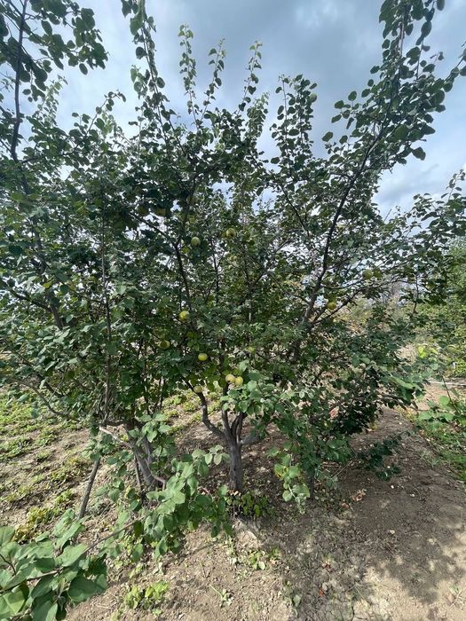 Продается дачный участок ( дача)