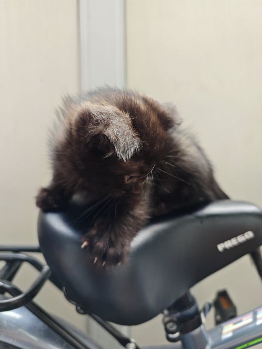 Отдам двух котят