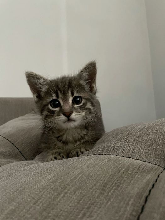 Отдам котёнка бесплатно