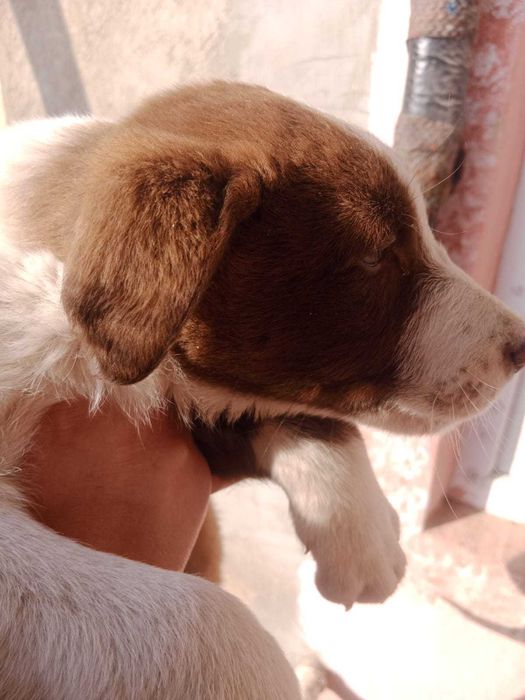 В добрые руки щенок девочка