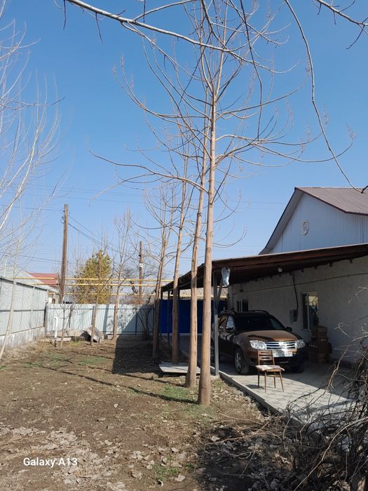 Дерево  Павловния