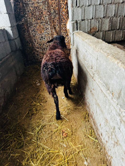 Продам зрелых баранов