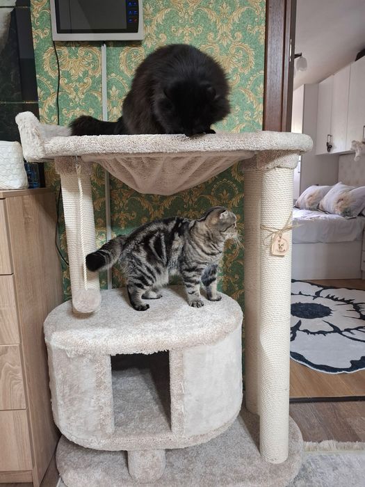 Когтеточка для кошки. Домик для кошки.