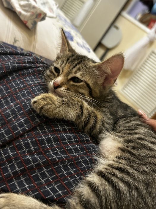 котенка 2 девочки