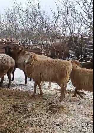 Продам баранчик 9 мес.