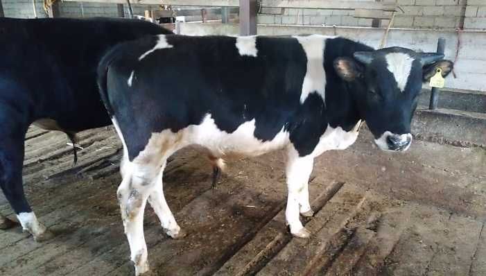 Бұқалар сатылады