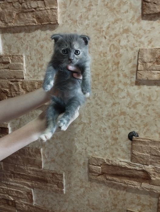 Продаются котята