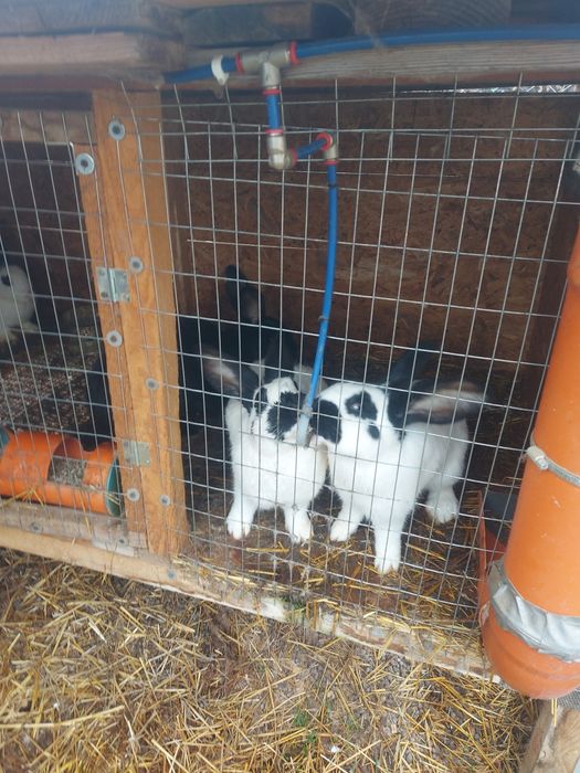 Заици на 4 месеца