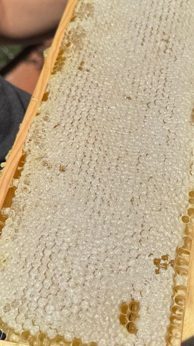 Продам мёд с личной пасеки