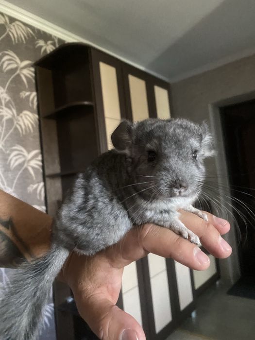 Продам шиншилу 1.5 месяцев