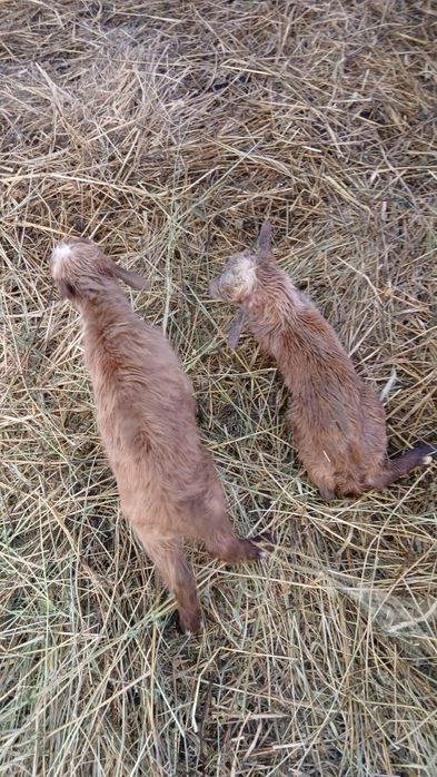 Vând 130 de capre și 4 țapi foarte bune le dau din cauza timpului