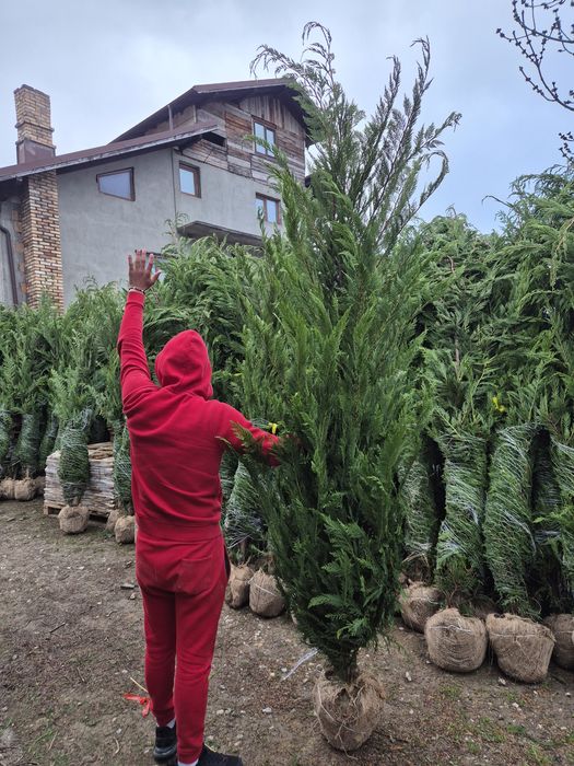 Chiparos Leylandii 1–4m ideal gard viu des, livrare rapidă + montaj