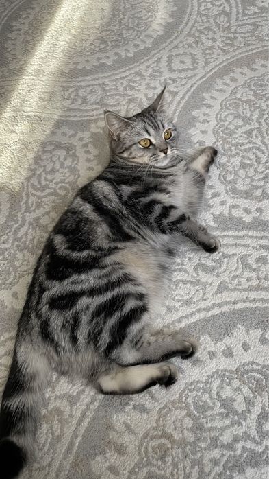 Продам британских котят