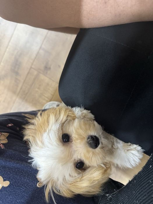 мальтипу мини ф1