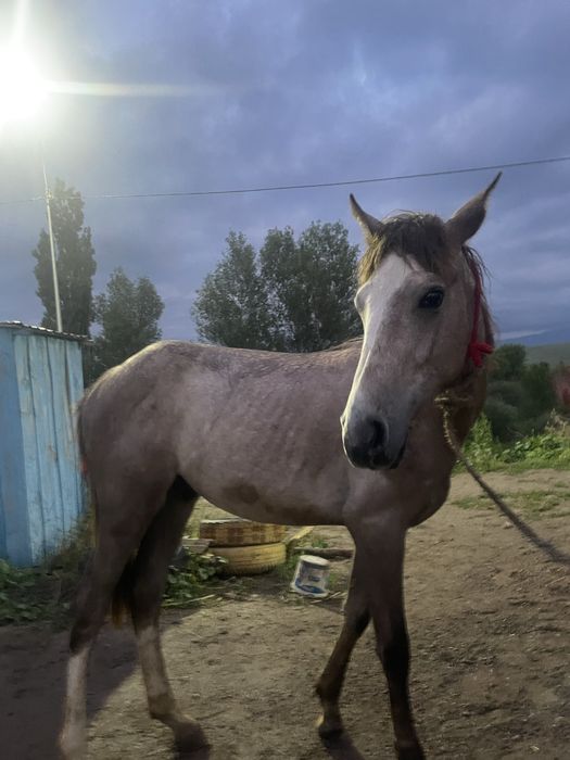 Тай сатыладыы !!