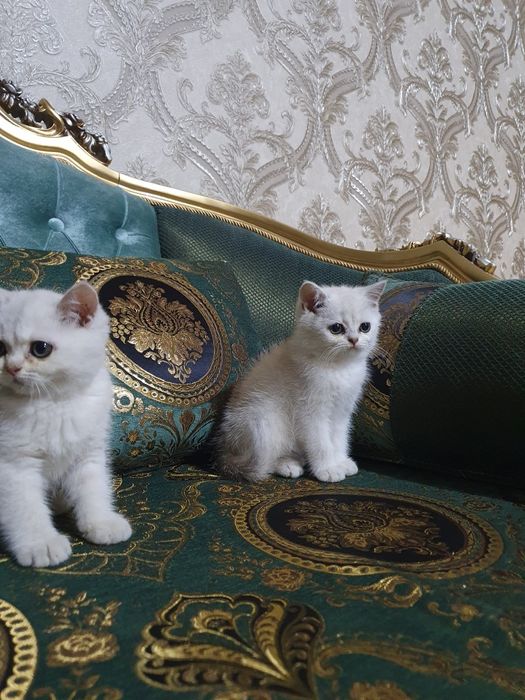 Assalomu alekum shinshilla mushugi tozza parodasi