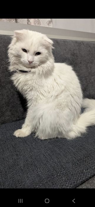 отдам котенка бесплатно