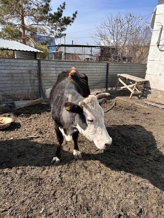 Сүтті сиыр сатылады